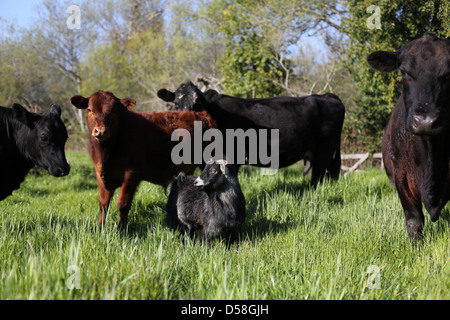 Une chèvre debout parmi les vaches dans un champ. Banque D'Images
