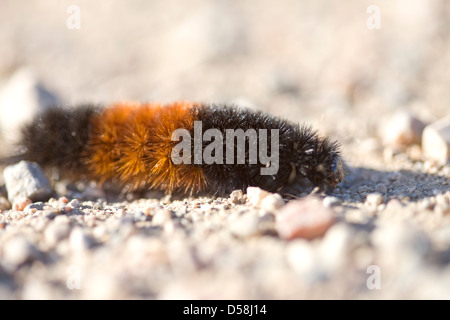 Ours laineux sur Caterpillar de gravier en Saskatchewan Banque D'Images