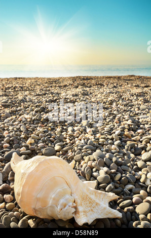 Shell sur plage sous le ciel bleu ensoleillé Banque D'Images