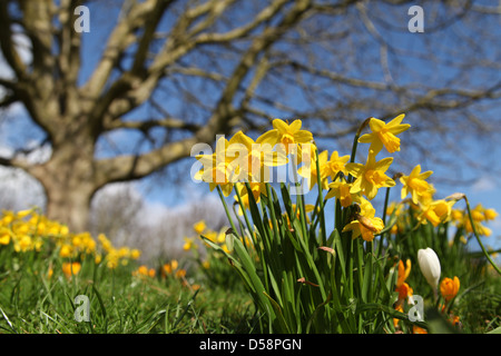 Les jonquilles poussant dans Eastrop Park, Basingstoke, Hampshire au début du printemps 2013. Ce l'un des rares jours de soleil en mars. Banque D'Images