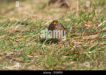 Bruant à couronne dorée (Zonotrichia atricapilla) se nourrissent de la masse à l'estuaire de la rivière Nanaimo, Vancouver Est. BC, Canada en mars Banque D'Images