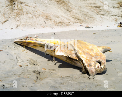 Le crâne d'un en décomposition (probable) petit rorqual de l'Antarctique (Balaenoptera bonaerensis) trouvés sur la plage à Mason Bay Banque D'Images