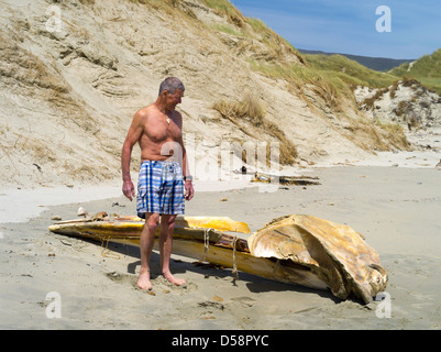 Un homme se distingue par le crâne d'un en décomposition (probable) petit rorqual de l'Antarctique (Balaenoptera bonaerensis) trouvés sur la plage Banque D'Images