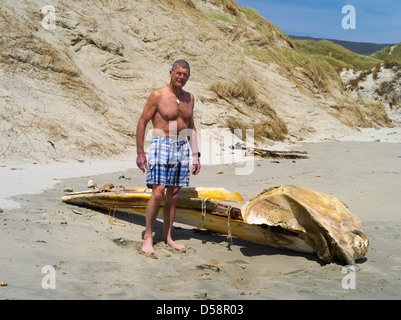 Un homme se distingue par le crâne d'un en décomposition (probable) petit rorqual de l'Antarctique (Balaenoptera bonaerensis) trouvés sur la plage Banque D'Images