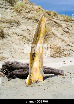 Le crâne d'un en décomposition (probable) petit rorqual de l'Antarctique (Balaenoptera bonaerensis) trouvés sur la plage à Mason Bay Banque D'Images