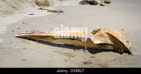 Le crâne d'un en décomposition (probable) petit rorqual de l'Antarctique (Balaenoptera bonaerensis) trouvés sur la plage à Mason Bay Banque D'Images