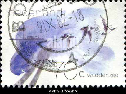 Pays-bas - VERS 1982 : timbre imprimé aux Pays-Bas montre des Wadden, Bernache nonnette , vers 1982 Banque D'Images