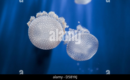 Mouvement merveilleux de méduse mystique rougeoyant lumineux sous l'auto-lumière sous la surface de l'océan. Gênes, Ligurie. Italie Banque D'Images