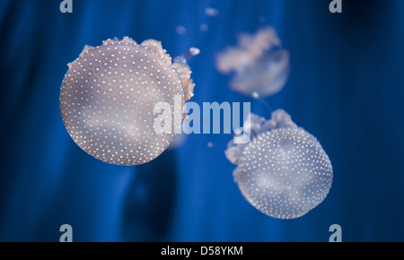 Mouvement merveilleux de méduse mystique rougeoyant lumineux sous l'auto-lumière sous la surface de l'océan. Gênes, Ligurie. Italie Banque D'Images