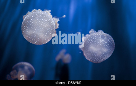 Mouvement merveilleux de méduse mystique rougeoyant lumineux sous l'auto-lumière sous la surface de l'océan. Gênes, Ligurie. Italie Banque D'Images