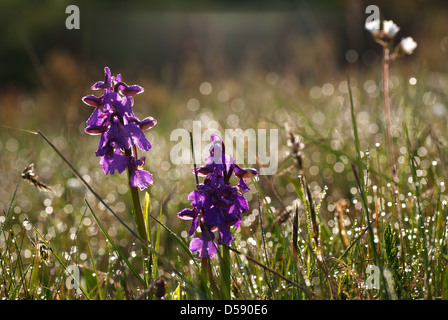 Rosée du matin Banque D'Images