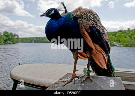 Un paon (Pavo cristatus) repose sur une lanterne surplombant le lac sur l'île de paon à Berlin-Wannsee, Allemagne, 25 mai 2010. Photo : ROBERT SCHLESINGER Banque D'Images