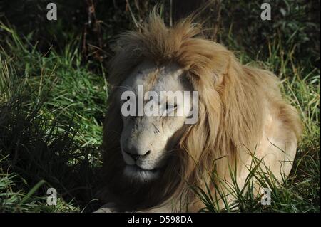 Un lion repose dans l'herbe à la The Rhino et Lion Nature Reserve, à environ 40 kilomètres au nord de Johannesburg, Afrique du Sud 15 juin 2010. La réserve est l'habitat des rhinocéros, des lions, des buffles, des hippopotames et autres animaux domiciliés en Afrique du Sud. Photo : Achim Scheidemann Banque D'Images