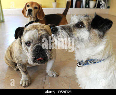 Bulldog anglais Leonie, Jack Russell Terrier Woody et Maggie au Beagle 'Dog Island', une garderie pour chiens à Berlin, Allemagne, 17 juin 2010. Jusqu'à 20 chiens sont gardés du lundi au vendredi par une équipe d'experts afin que les propriétaires de l'animal peut sortir et gagner de l'argent pour dogfood. Les chiens de toutes tailles sont offerts une aire de jeux couverte hall, une piscine et de nombreuses activités. Banque D'Images