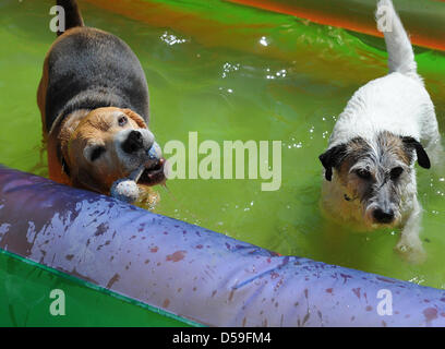 Maggy Beagle s'est tenir d'un os en caoutchouc alors que Terrier Woodie bénéficie de l'eau à l'île de 'Dog', une garderie pour chiens à Berlin, Allemagne, 17 juin 2010. Jusqu'à 20 chiens sont gardés du lundi au vendredi par une équipe d'experts afin que les propriétaires de l'animal peut sortir et gagner de l'argent pour dogfood. Les chiens de toutes tailles sont offerts d'une piscine intérieure, une salle de jeu et de nombreux Banque D'Images