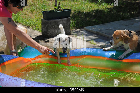 Martina Schletzbaum Terrier encourageant et Maggy Beagle Woody pour faire un plongeon dans l'île de 'Dog', une garderie pour chiens à Berlin, Allemagne, 17 juin 2010. Jusqu'à 20 chiens sont gardés du lundi au vendredi par une équipe d'experts afin que les propriétaires de l'animal peut sortir et gagner de l'argent pour dogfood. Les chiens de toutes tailles sont offerts d'une piscine intérieure, une salle de jeu intérieure et beaucoup d'activit Banque D'Images