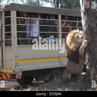 L'équipe nationale de football allemande joueurs sont assis dans un camion et prendre des photos de lions comme l'équipe se rend dans le parc du lion en Lanseria, près de Pretoria, Afrique du Sud 25 juin 2010. Photo : Markus Gilliar légende locale *** ***  + + +(c) afp - Bildfunk + + + Banque D'Images