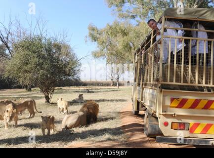 Joueur allemand Lukas Podolski donne du chariot pour attraper un aperçu de l'lions comme l'équipe se rend dans le parc du lion en Lanseria, près de Pretoria, Afrique du Sud 25 juin 2010. Photo : Markus Gilliar légende locale *** ***  + + +(c) afp - Bildfunk + + + Banque D'Images