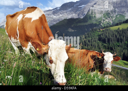 Les vaches broutent suisse sur une prairie alpine, Villars sur Ollon, Suisse, Banque D'Images