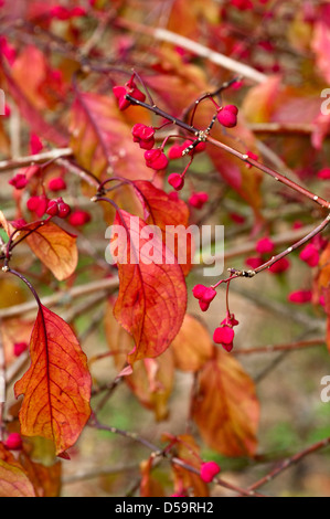 Red Euonymus hamiltonianus 'Rising Sun' des baies et des feuilles. Banque D'Images