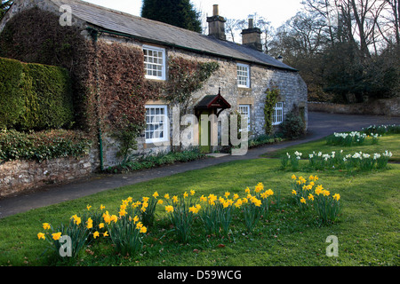 Jonquilles printemps à l'extérieur d'une maison en pierre, vert à Ashford dans le village de l'eau, le pic, District, National, Parc, Derbyshire Banque D'Images