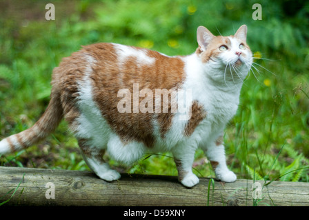 Fat Cat à l'extérieur à la recherche jusqu'à quelque chose Banque D'Images