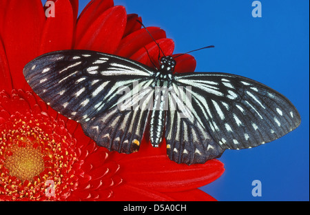 La Politique Commune de Mime (Papilio clytia) est un Swallowtail butterfly présente dans le sud et l'Asie du sud-est. Banque D'Images
