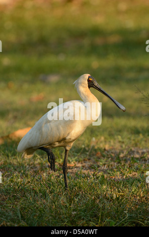 Royal ou la spatule blanche (Platalea regia) adulte, Queensland, Australie, novembre Banque D'Images