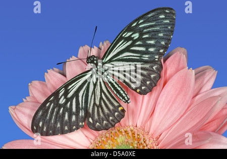 La Politique Commune de Mime (Papilio clytia) est un Swallowtail butterfly présente dans le sud et l'Asie du sud-est. Banque D'Images