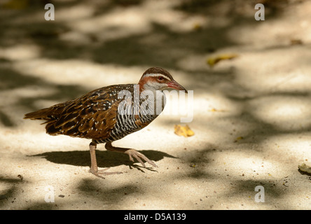 Buff-banded Rail (Gallirallus philipensis) Promenade à pied dans le sable, Queensland, Australie Banque D'Images