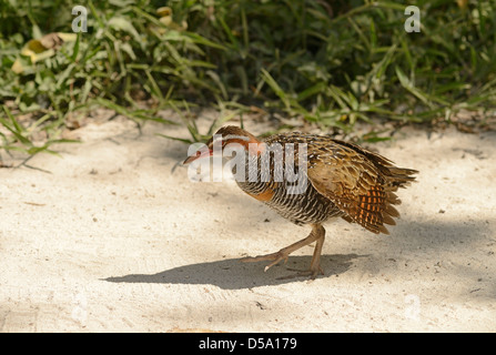 Buff-banded Rail (Gallirallus philipensis) Promenade à pied dans le sable, Queensland, Australie, novembre Banque D'Images