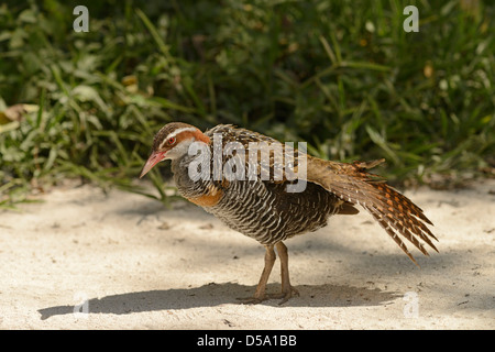 Buff-banded Rail (Gallirallus philipensis) Promenade à pied dans le sable, s'étendant sur aile, Queensland, Australie, novembre Banque D'Images