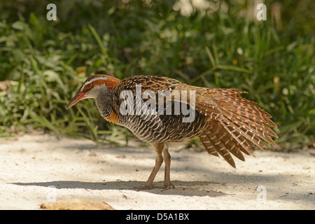 Buff-banded Rail (Gallirallus philipensis) Promenade à pied dans le sable, s'étendant sur aile, Queensland, Australie, novembre Banque D'Images