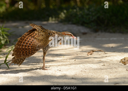 Buff-banded Rail (Gallirallus philipensis) Promenade à pied dans le sable, strectching, aile, Queensland, Australie Banque D'Images