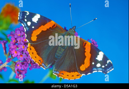 Le vulcain (Vanessa atalanta) est un papillon coloré, trouvés dans les régions tempérées d'Europe, d'Asie et d'Amérique du Nord. Banque D'Images