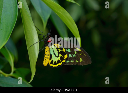 Cairns de la CITES (Ornithoptera Papillon euphorion) mâle au repos sur feuille, Queensland, Australie, novembre Banque D'Images