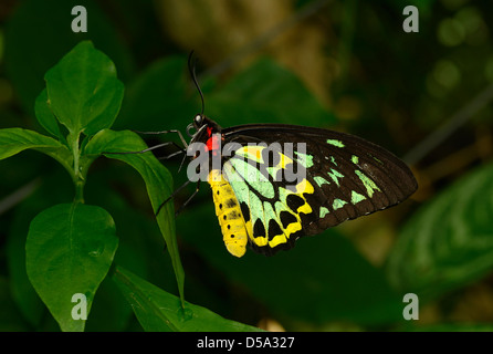 Cairns de la CITES (Ornithoptera Papillon euphorion) mâle au repos sur feuille, Queensland, Australie, novembre Banque D'Images