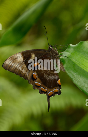 Papillon Papilio ulysses Ulysses (joesa) au repos sur feuilles avec motif ailes fermées, montrant en dessous de l'aile, Queensland, Banque D'Images