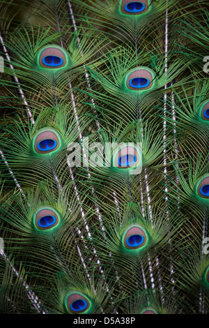 Détails dans le plumage d'un Indien ou paons paons bleus, communément appelé un paon Banque D'Images