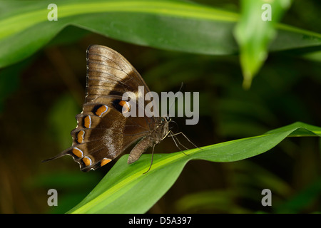 Papillon Papilio ulysses Ulysses (joesa) au repos sur feuilles avec motif ailes fermées, montrant en dessous de l'aile, Queensland, Banque D'Images