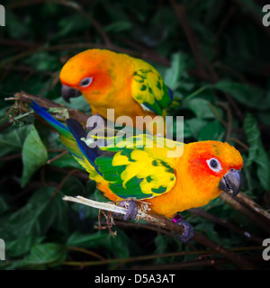 Les conures soleil deux perroquets sont assis sur une branche d'arbre. La composition carrée. Banque D'Images