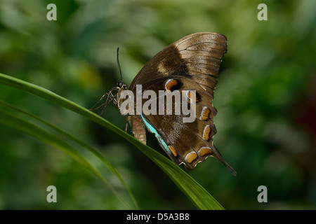 Papillon Papilio ulysses Ulysses (joesa) au repos sur feuille avec des ailes fermées, montrant le dessous des ailes, modèle l'Australie Banque D'Images