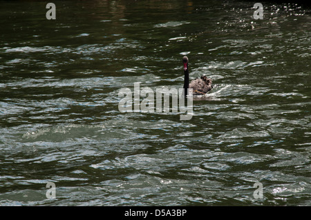 Black Swan la natation sur le lac Rotomahana dans la vallée volcanique de Waimangu en Nouvelle-Zélande. Trauerschwan schwimmt ein auf dem Rotomahana Banque D'Images