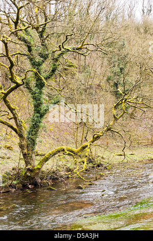 Arbre couvert de mousse sur la rive de la rivière Wye près de Millers Dale Tideswell to Derbyshire, Angleterre Royaume-Uni UK Banque D'Images