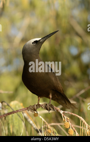 Noddi noir ( Anous minutus) Sterne perché sur branche d'arbre, Queensland, Australie, novembre Banque D'Images