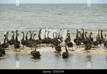 Australian Black Swan (Cygnus atratus) Grand groupe debout sur banc de sable, sur la côte, Victoria, Australie, novembre Banque D'Images