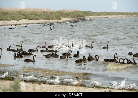 Australian Black Swan (Cygnus atratus) grand groupe à se nourrir dans la mer sur la côte, Victoria, Australie, novembre Banque D'Images