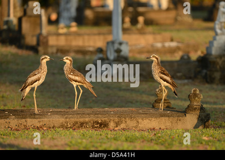 Bush Stone-curlew ou large-billed (Burhunis grallarius) groupe de trois au cimetière, Cairns, Australie, novembre Banque D'Images