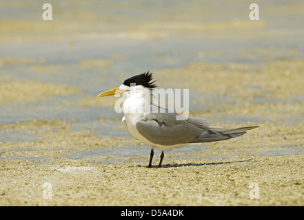 Plus de Crested ou Swift Dougall (Thalasseus bergii) standing on beach, Queensland, Australie, novembre Banque D'Images