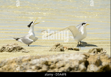 Plus de Crested ou Swift Dougall (Thalasseus bergii) paire debout sur la plage, parade nuptiale, Queensland, Australie Banque D'Images